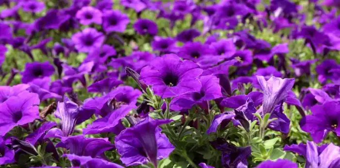 Petunia Supertunia® Royal Velvet™