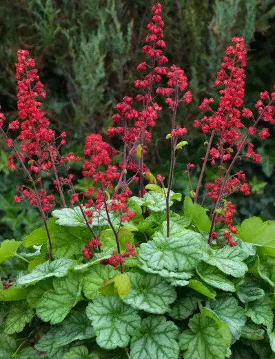 Heuchera Appletini
