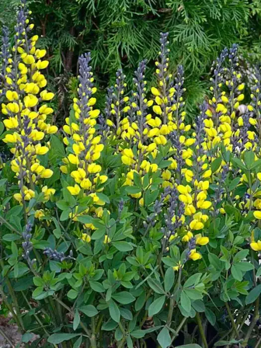 Baptisia Decadence® 'Lemon Meringue'