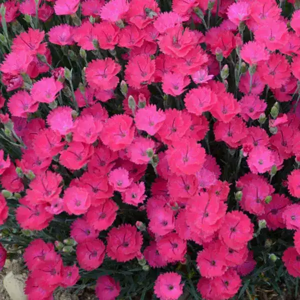 Dianthus Paint the Town Magenta