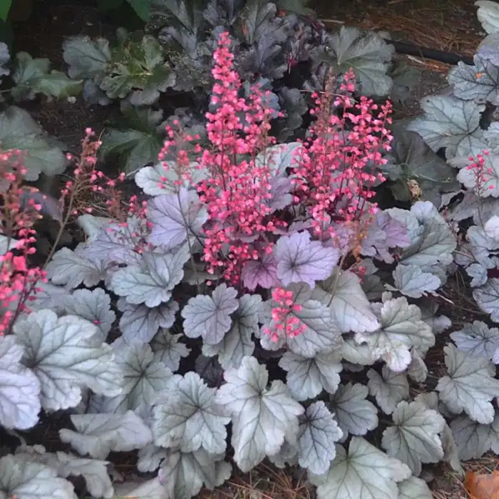 Heucherella Dolce® 'Silver Gumdrop'