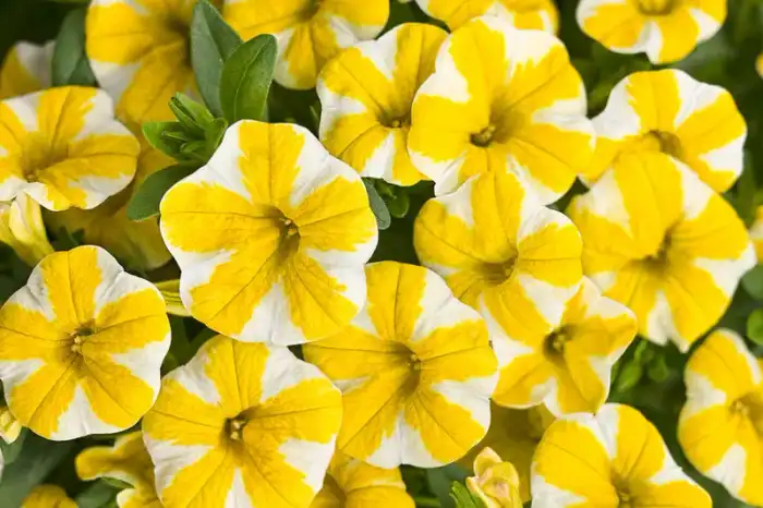 Calibrachoa Superbells® Lemon Slice®