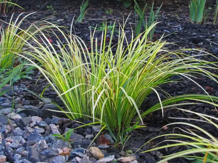 Acorus Golden Variegated Sweet Flag