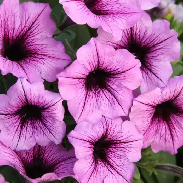 Petunia Supertunia® Bordeaux™