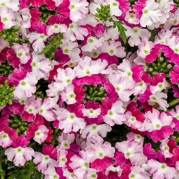 Verbena Superbena Sparkling® Ruby