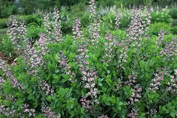 Baptisia Decadence® Pink Truffles