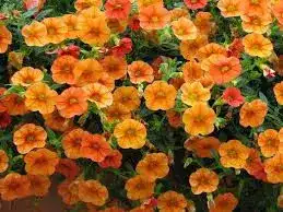 Calibrachoa Superbells® Dreamsicle®
