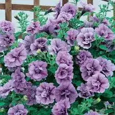 Petunia Supertunia® Priscilla®