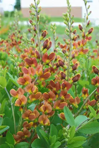 Baptisia Decadence® Cherries Jubilee
