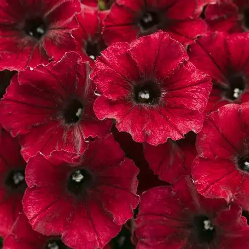 Petunia Supertunia® Black Cherry®