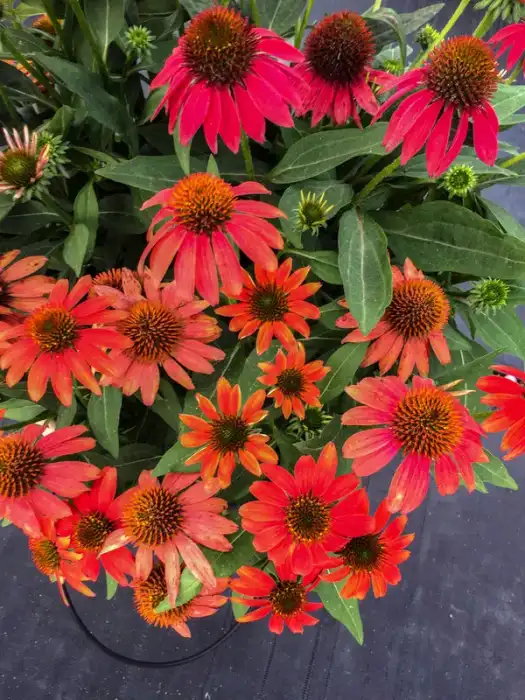 Echinacea Lakota™ Fire