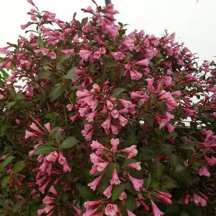 Shrubs · Photograph 19