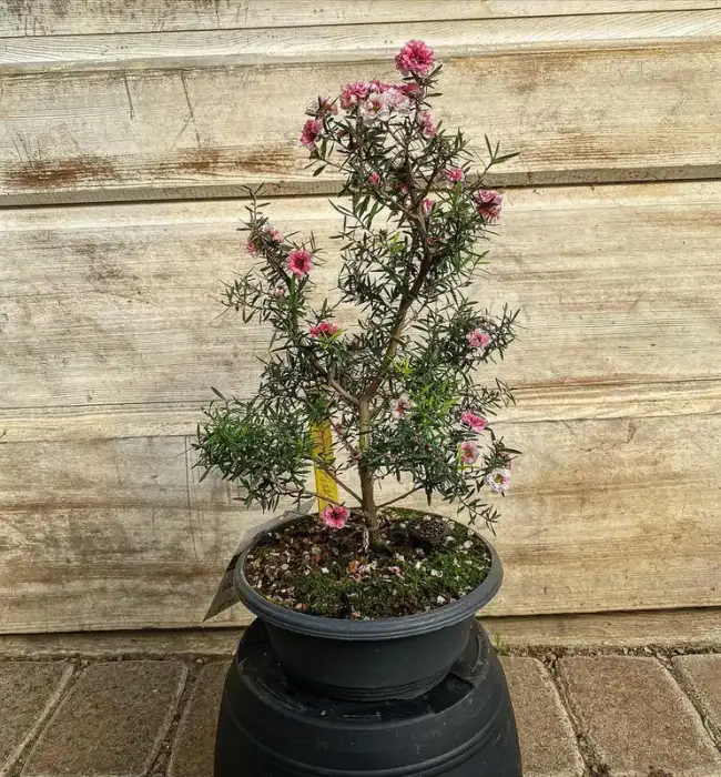 Leptospermum