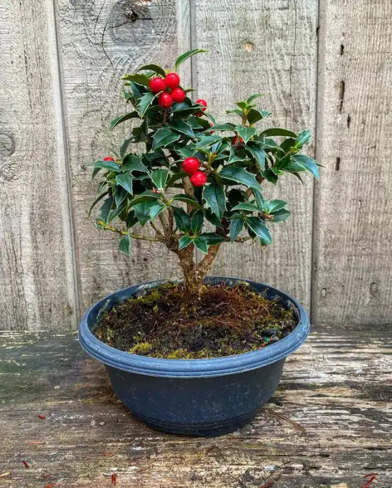 Rock Garden Holly