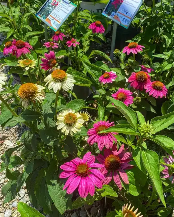 Perennials · Photograph 7