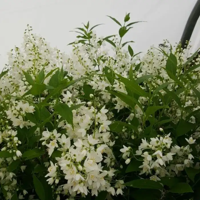 Shrubs · Photograph 16