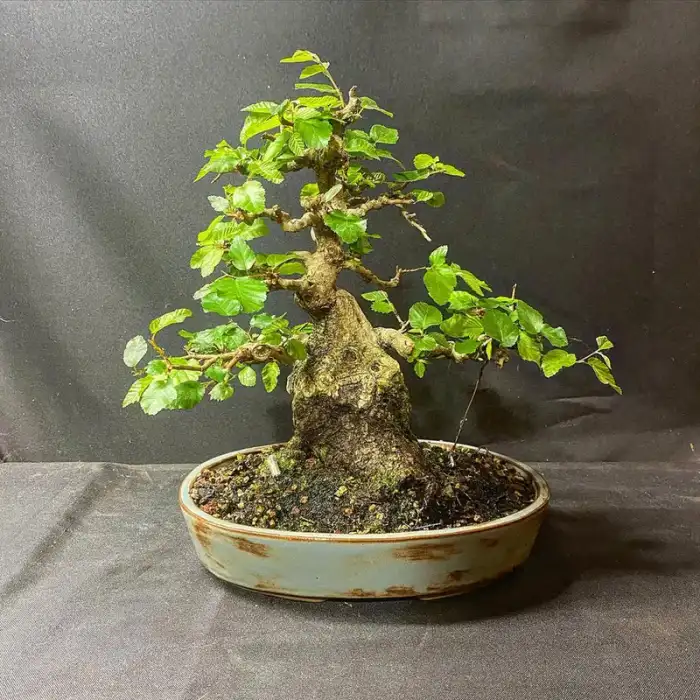 Hornbeam at Reminiscent Nursery
