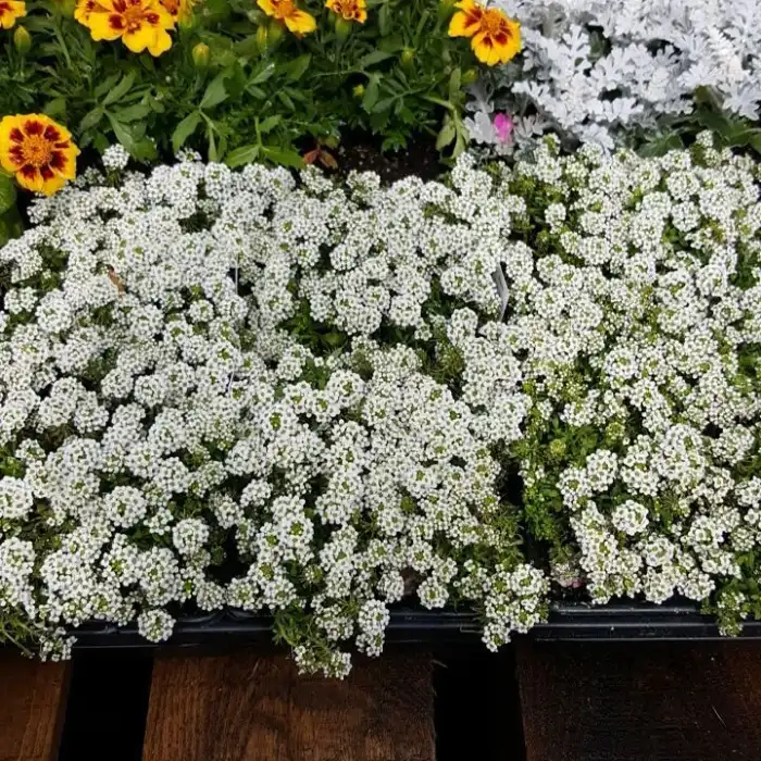 Alyssum
