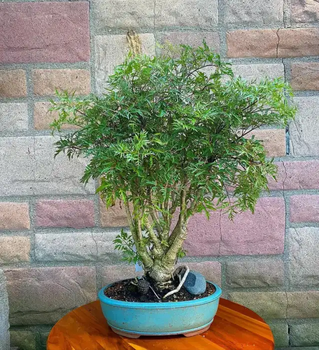 Ming Aralia