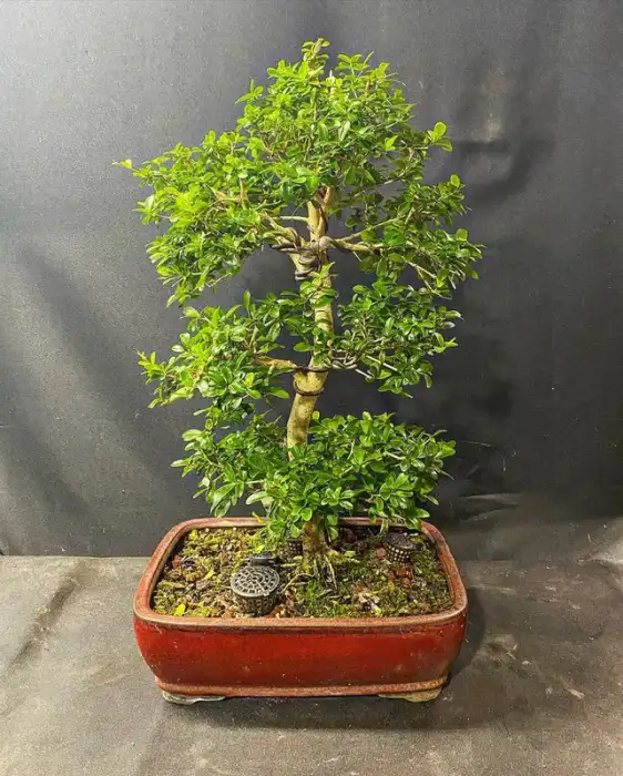 Neea buxifolia at Reminiscent Nursery
