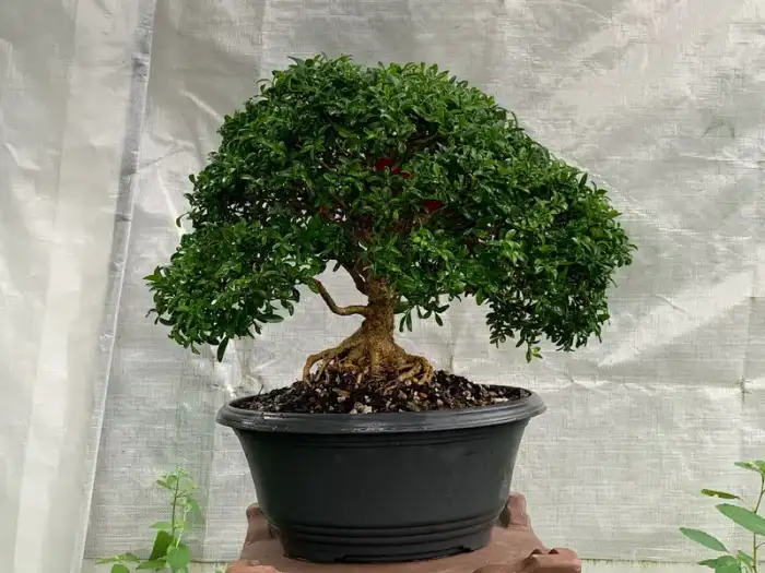 Boxwood Bonsai