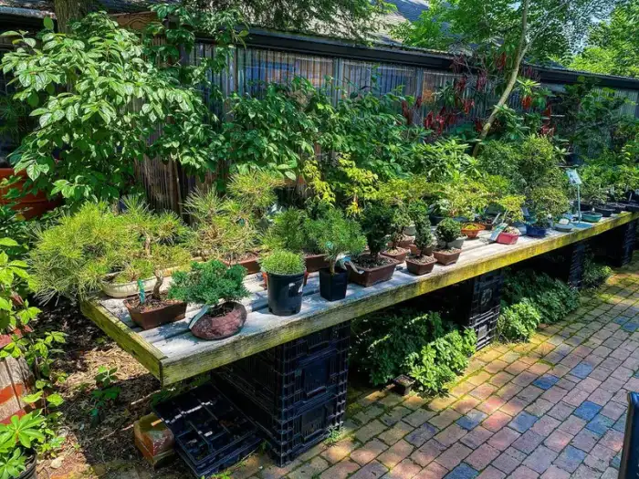 Bonsai through the years · Photograph 20