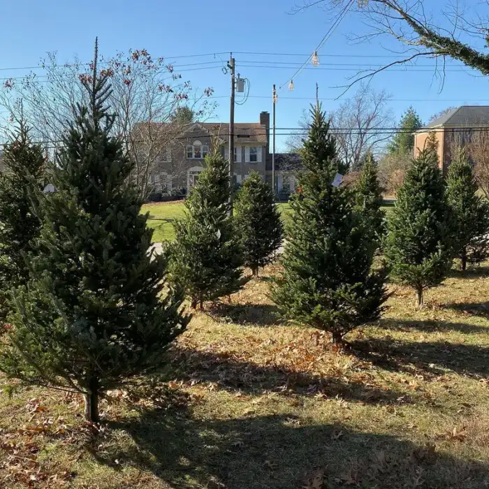 Fresh cut Fraser fir Christmas trees