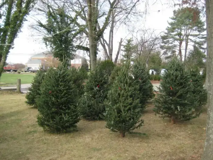 Fresh cut Fraser fir Christmas trees