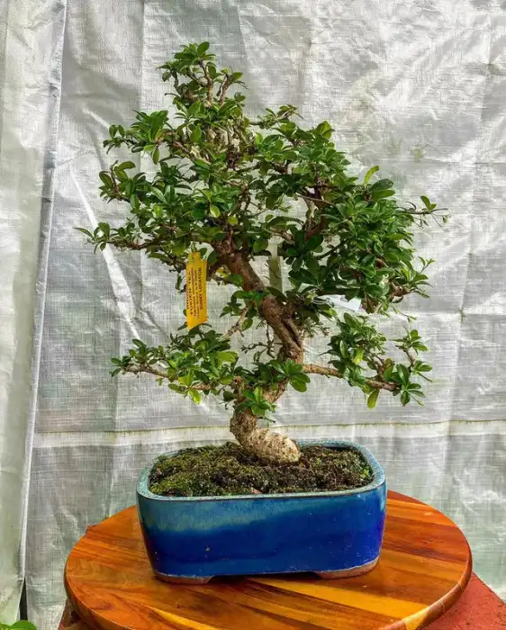 Fukien Tea