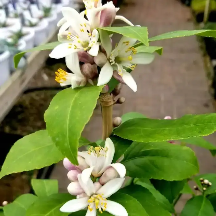 Herbs & fruits · Photograph 2