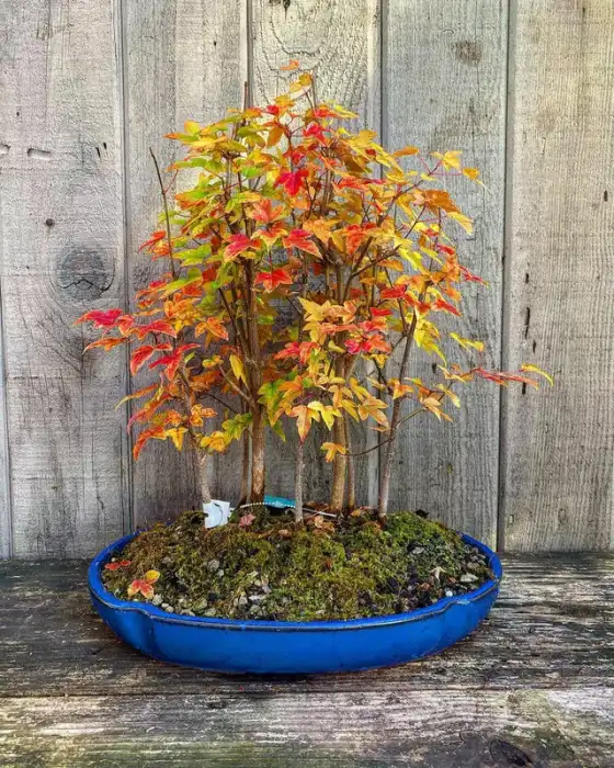 Trident Maple Bonsai