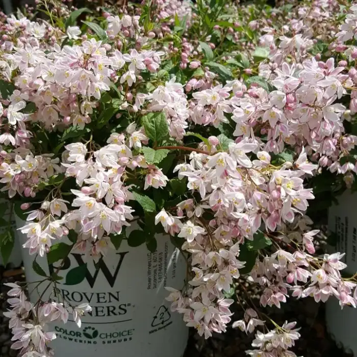 Shrubs · Photograph 21