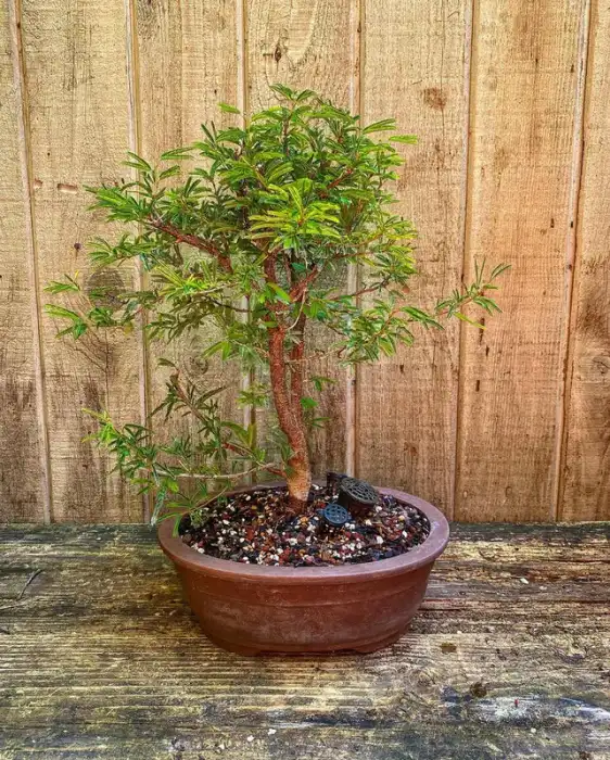 Powderpuff at Reminiscent Nursery