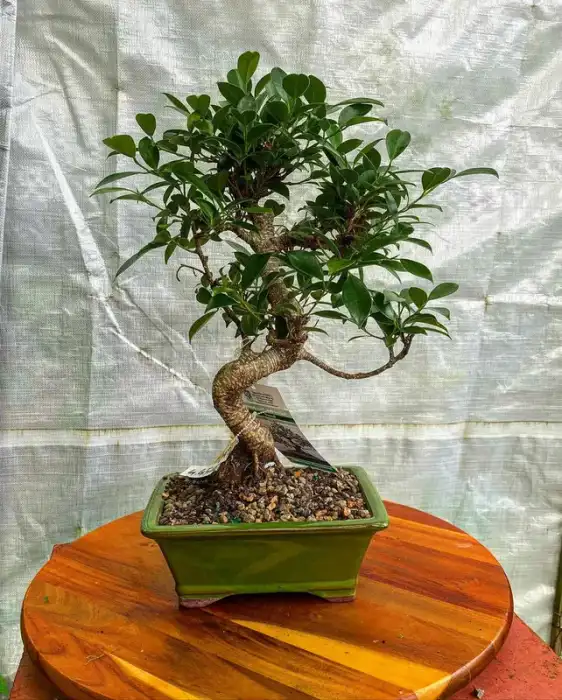 Golden Gate Ficus at Reminiscent Nursery