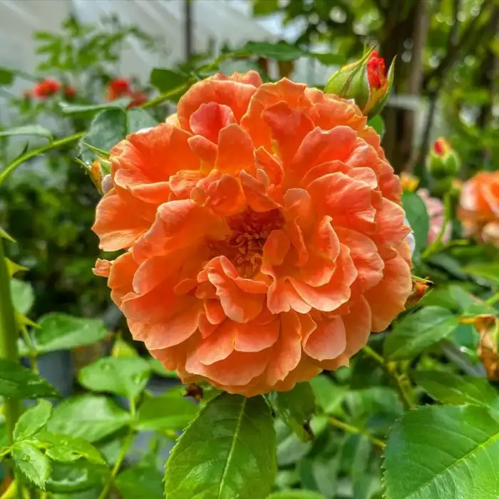 Shrubs collection at Reminiscent
