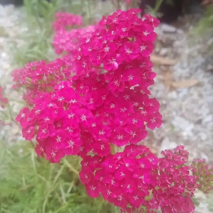 Perennials · Photograph 16