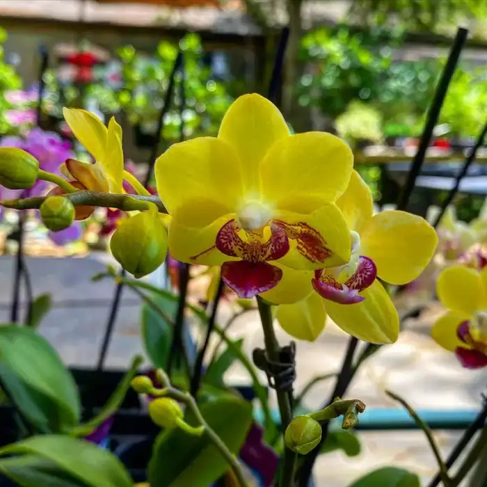 Mini Orchid
