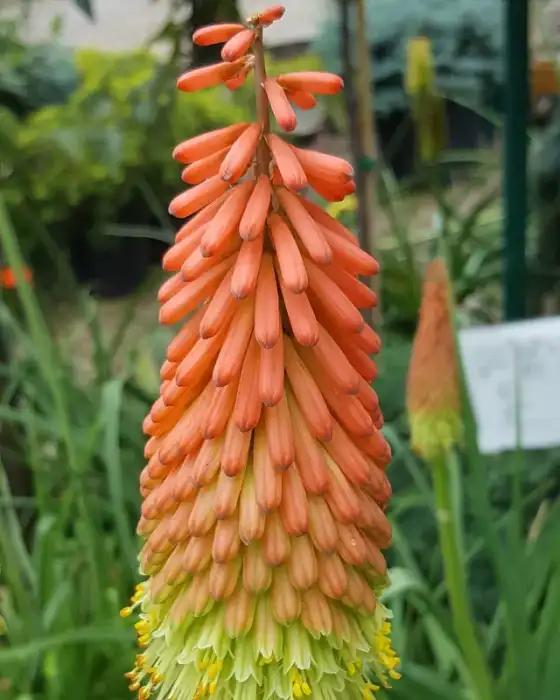 Perennials · Photograph 20