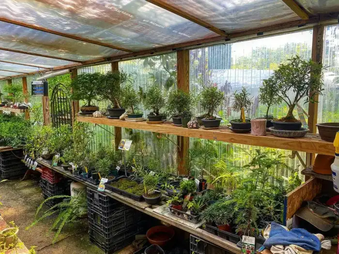 Bonsai through the years · Photograph 3