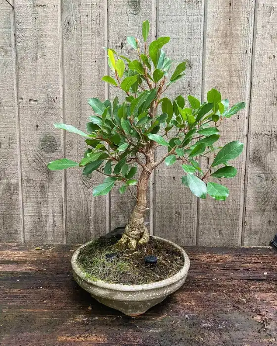 Ficus microcarpa Bonsai