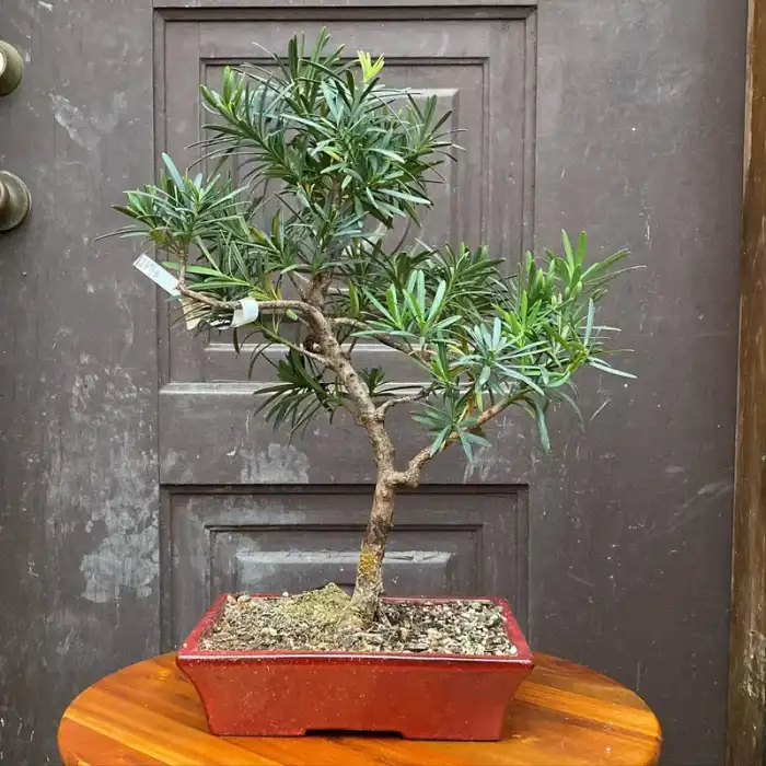 Bonsai through the years · Photograph 15