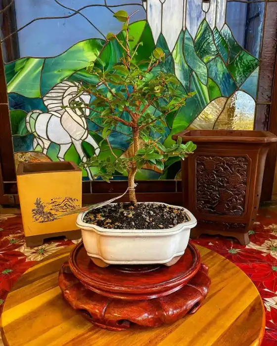 Australian Bush Cherry Bonsai