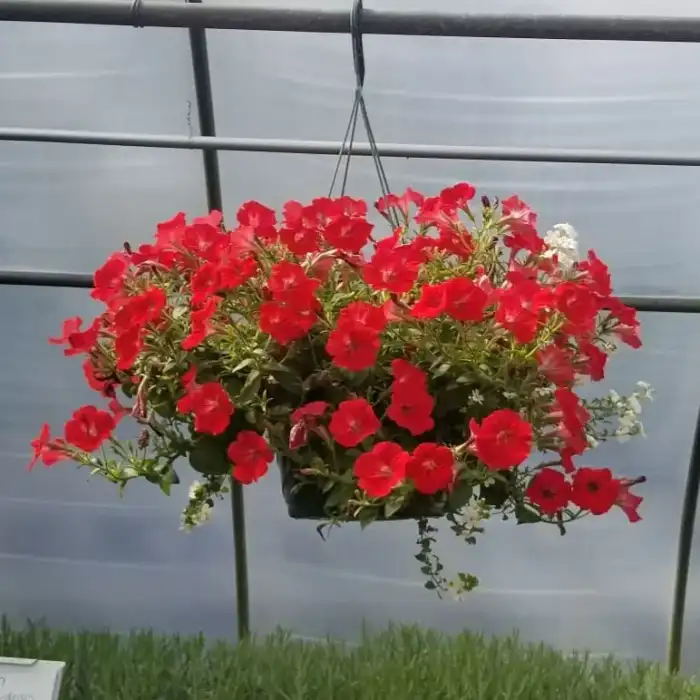 Petunia Mixed Hanging Basket