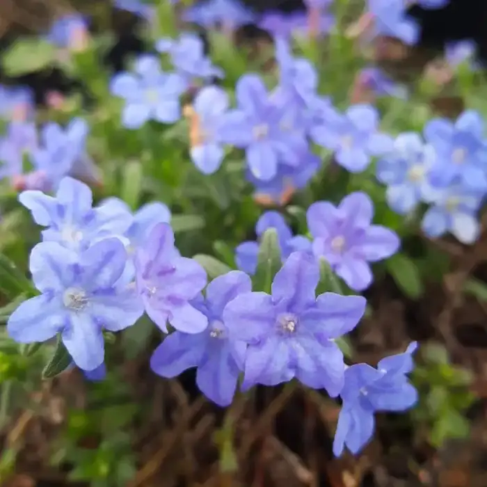 Perennials · Photograph 10