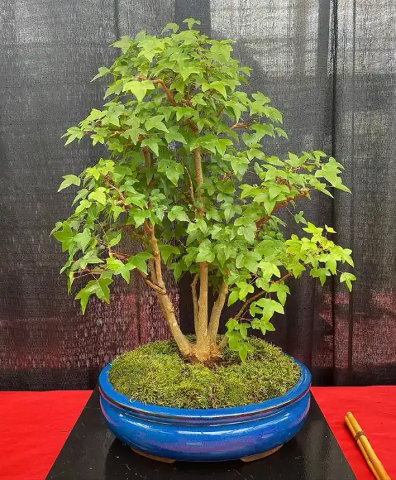Trident Maple Bonsai