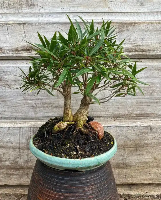 A varied display of bonsai at Reminiscent Herb Farm & Nursery