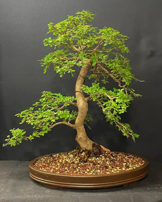 Chinese Elm Bonsai