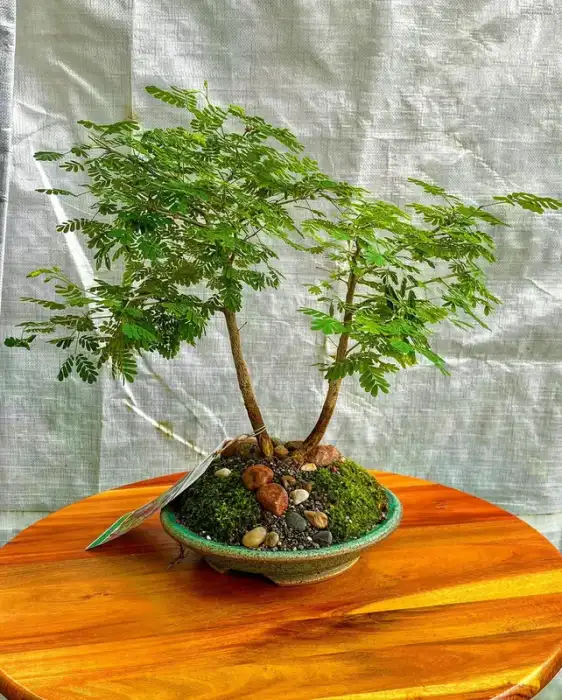 Bonsai around the nursery · Photograph 18