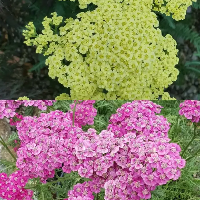 Perennials · Photograph 21