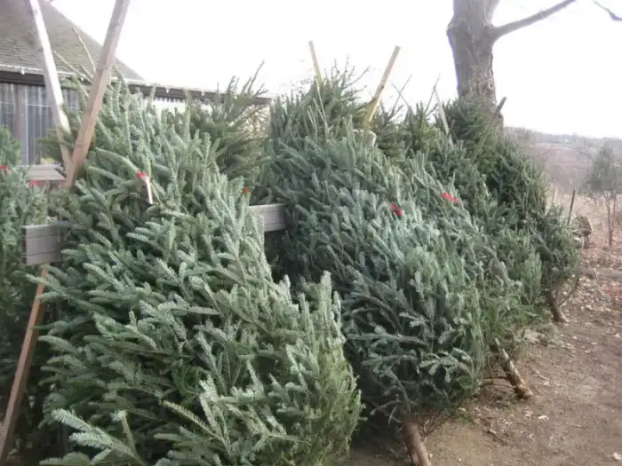 Fresh cut Fraser fir Christmas trees